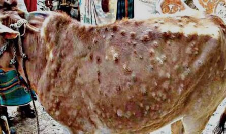 Lumpy-skin-disease- affecting cows