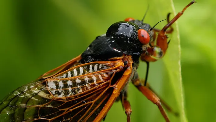 Cicadas: The Enigmatic World of These Mysterious Insects
